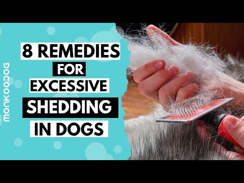 YouTube video about: Why do dogs shed in the fall?