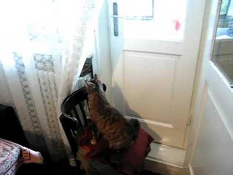 Rowena looking for the fly