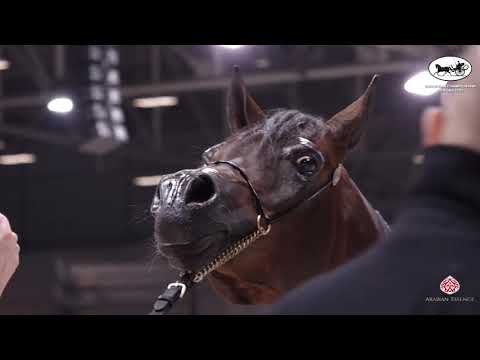 N 76 PITAWAL   European Championship 2021   VERONA   Stallions 7 9 Years Old Class 14