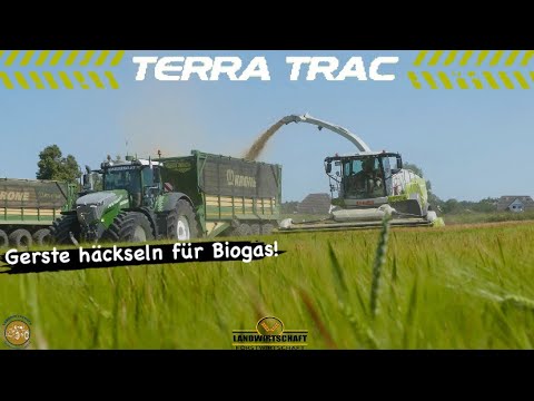 Gerste häckseln für Biogas! Agrarservise-MV 400ha GPS Claas Jaguar 990 Terra Trac & Fendt Traktoren