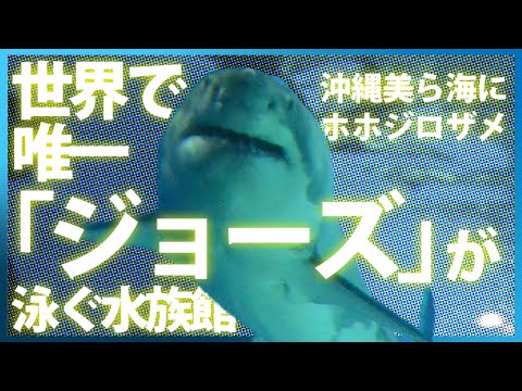 ホホジロザメが水族館にいない理由 | カラパイア