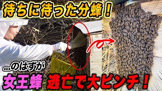 待ちに待った分蜂！...のはずが女王蜂失踪で大ピンチ！？