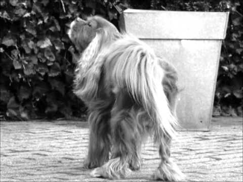 Roeby Memorial Video