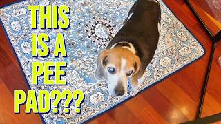 I Found a Washable Dog Pad That Doesn't Look Terrible