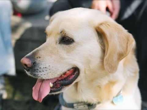 Dogs by Asaf Pollak כלבים