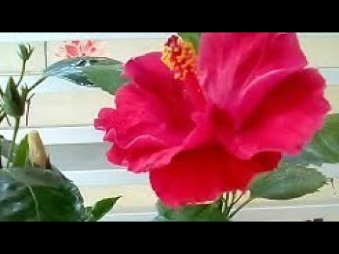 , title : 'Φυτευω και γνωριζω τους Ιβισκους - Hibiscus rosa sinensis'