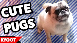 Pug Life: The Cutest Pug Videos of 2016 Weekly Compilation | Kyoot Animals