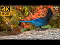 Cat TV for Cats to Watch 😺 Fantastic birds, chipmunks, squirrels in the forest 🐦🐿 8 Hours(4K HDR)