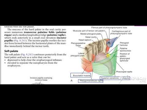 Pharynx constrictors 8