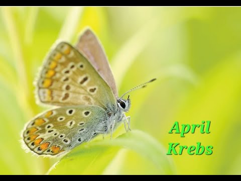 Krebs April ♋🦀 Möglichkeiten tun sich dir auf🔎👍🏼