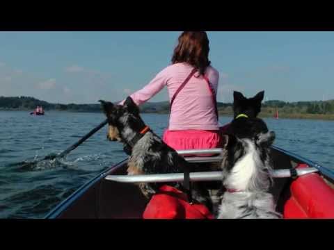 Hier "shepherds" - mit Dreier-AUSSIE-Rudel on tour - Alle in einem Boot