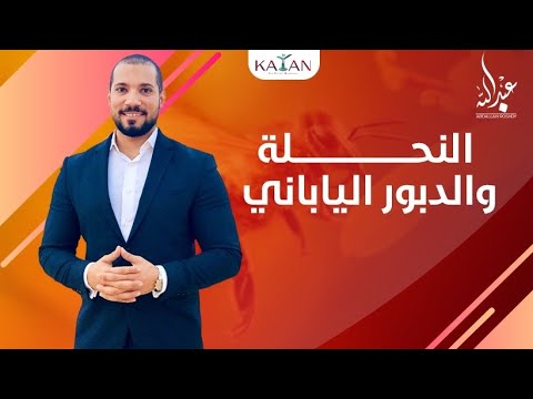 النحلة والدبور الياباني