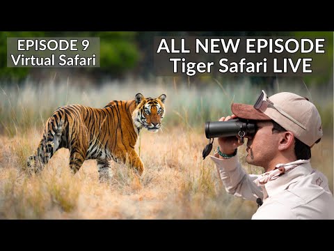 MATING TIGERS | INDIA’S FIRST VIRTUAL SAFARI - EP09 | TIGER SAFARI LIVE | BANDHAVGARH NATIONAL PARK