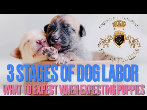 Stages of Dog Labor Delivery Puppy Birth How are Puppies Born? Learn Canine Pregnancy Pregnant Dogs