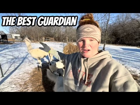 Dixie Finds The Predators / Our Eggs Were Frozen Solid