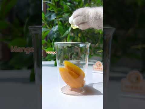 Cat Changan Uses Aloe Vera to Make Mixed Juice | Easy Drink Recipe | Cute Cat TikTok#Shorts