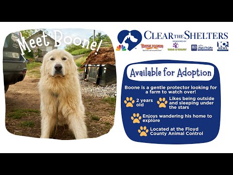 Boone Craigslist Pets