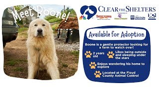 Clear the Shelters | Boone