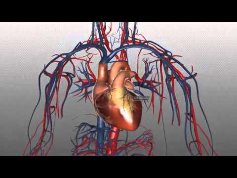 9.The Heart and Major Vessels   PART 1   Anatomy Tutorial