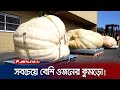 Pumpkin weighing 1200 kilograms in the Guinness Book of Records! | Giant Pumpkin | Jamuna TV