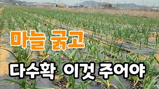 마늘은 추비만 잘줘도! 어떤 추비가 좋을까? 1차추비 주는 시기
