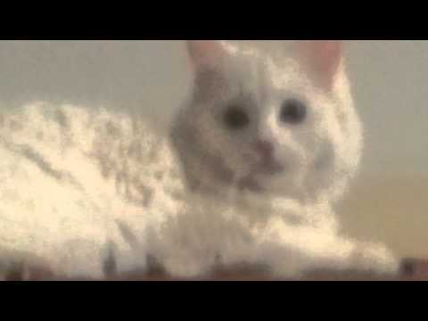 يوميات القطه لوسي