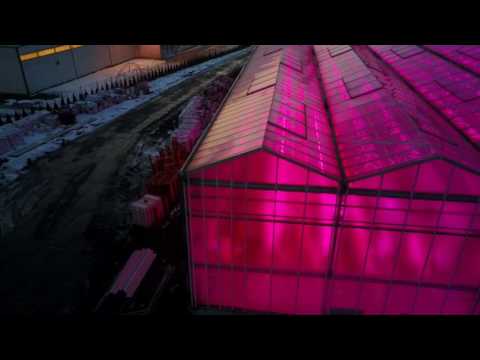 Poland's first cucumber greenhouses lighting by Neonica Polska