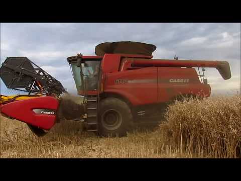 Harvest 2020, Radish