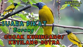 Download lagu Audio Pikat burung cucak kurincang|kutilang sutera. mp3 Download lagu Audio Pikat burung cucak kurincang|kutilang sutera. mp3