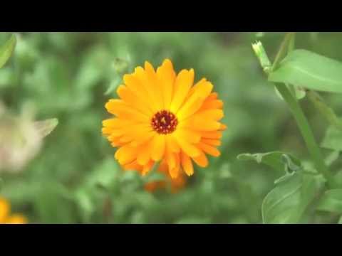 Ringblommor - ringblomma är veckans växt