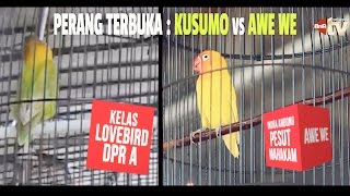 Download lagu PRESIDEN CUP : Perang Terbuka Kelas Lovebird A - KUSUMO Vs AWE WE mp3