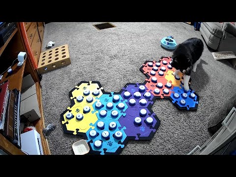 *THIS* Is Why Cats Need Talking Buttons