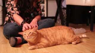 Tigger the cat loves spanks and tooshy rubs