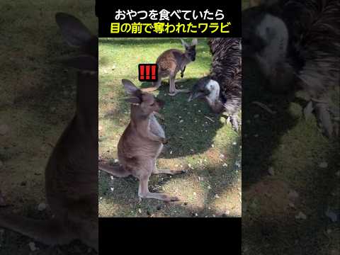 おやつを食べていたら目の前で奪われたワラビ