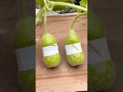 Gourd grafting technique #grafting #farmlife #usa #usafarming