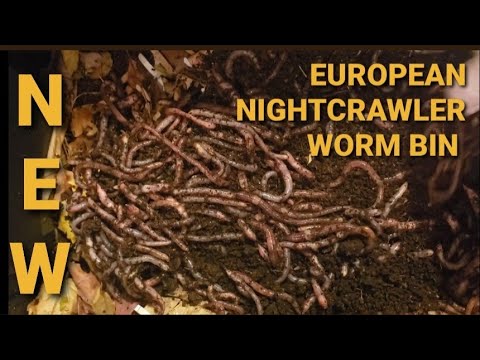 My Very First European Nightcrawler (ENC) Worm Bin Ever | New Worm Bin | Vermicomposting