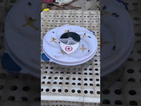 ▶️ Automatic Electric Insect Flycatcher — Best Indoor Bug Trap & Fly Catcher 2026 ( # 3137 )