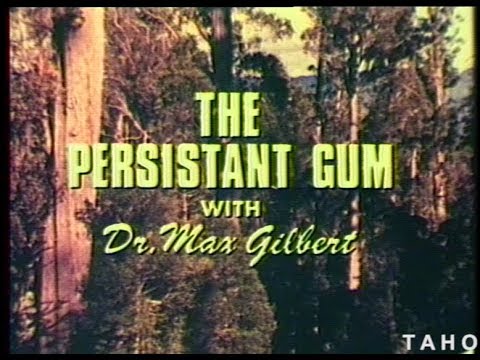 Cover image for Film - The Persistent Gum (episode 3) from series - A Man And His Forest aka Tasmanian Forests, Dr Max Gilbert looks into the survival mechanisms of eucalypts - colour 5min