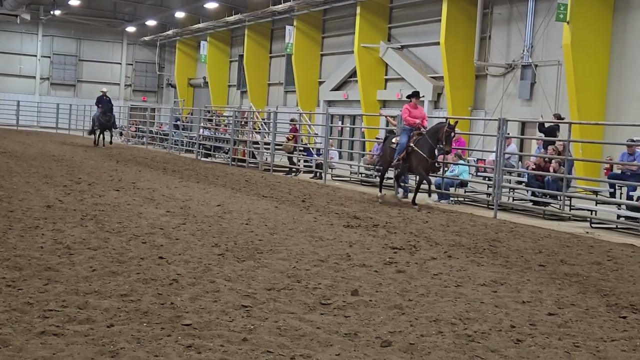 All Breed Arabian Show