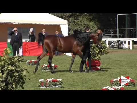 N.25 AVALON LBA - Arezzo 2015 - 3 year old colts (Class 3)