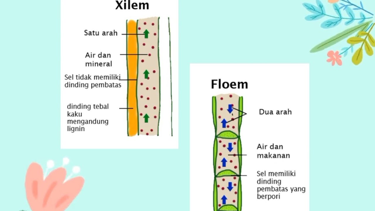 XYLEM DAN FLOEM