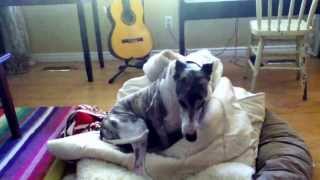 Whippet makes his bed