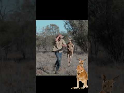 Kangaroo Chasing a man in Australia #kangaroo