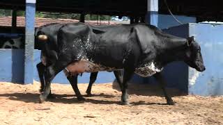 Vídeo 78 - 1ª ETAPA MEGA LIQUIDAÇÃO TOTAL AGROPECUÁRIA MARAJOARA - DIA 4 | GADO GIROLANDO E HOLANDÊS