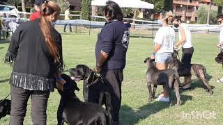 Melihat Kompetisi Cane Corso di Italia, Negara Asal Ras Ini