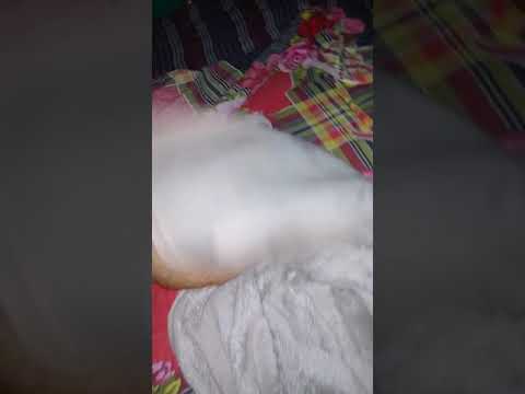 Cat _ varey good _ New video  l Fahim Arnob