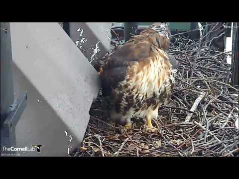 Cornell RTHA  'Happiness Is...Having BR Home Again!' 11:47 am  _9.14.13_