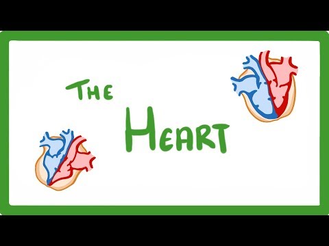 GCSE Biology The Heart 23