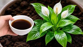 1 Cup a Week! Hundreds Of Flowers Bloom All Year Long Without Fading!