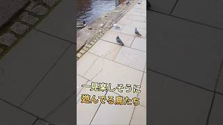一見楽しそうに遊んでる鳥たち
